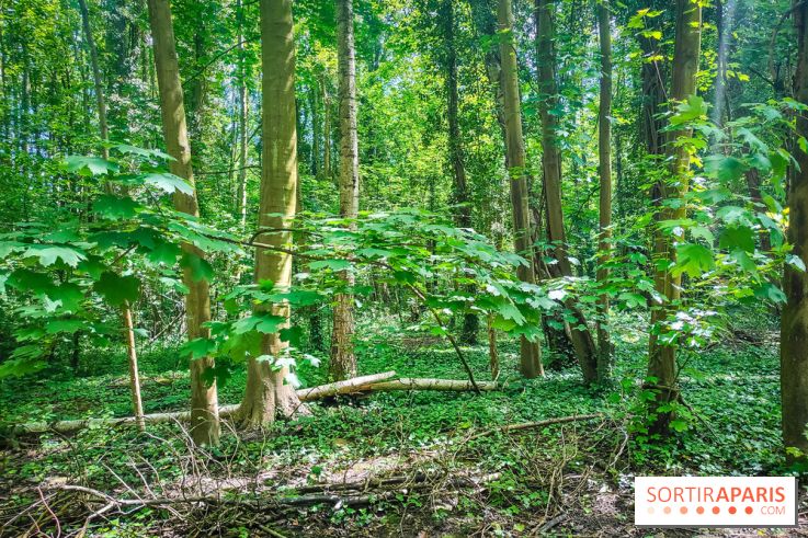 Le Hangar Y à Meudon, nos photos - forêt 