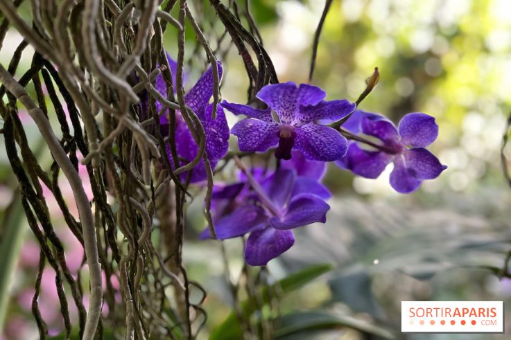 Orchidées - jardin des plantes