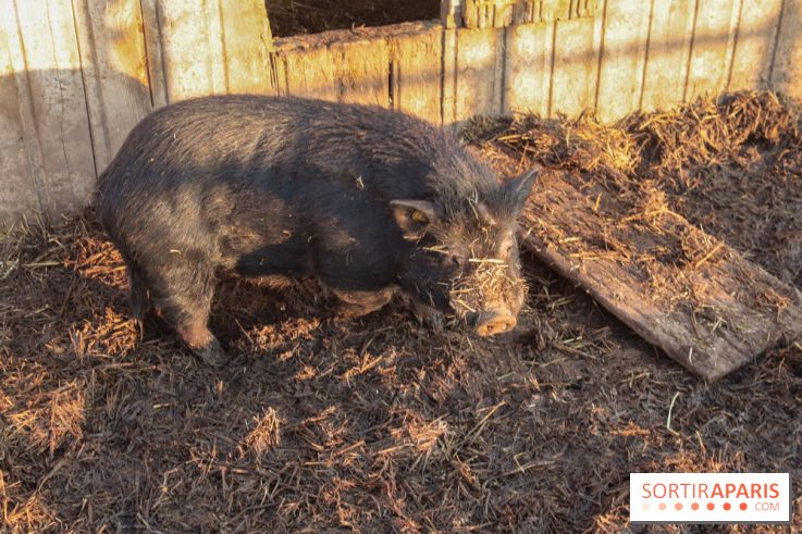 Fermes de Gally - Saint Denis - 9DA1B78D 2F81 458B A6A2 43632C343A31