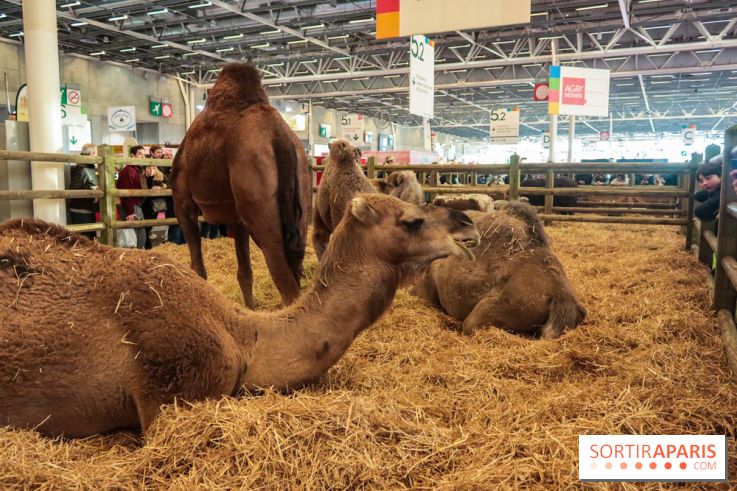 Salon de l'agriculture 2023 - 20230227185424 IMG 4021