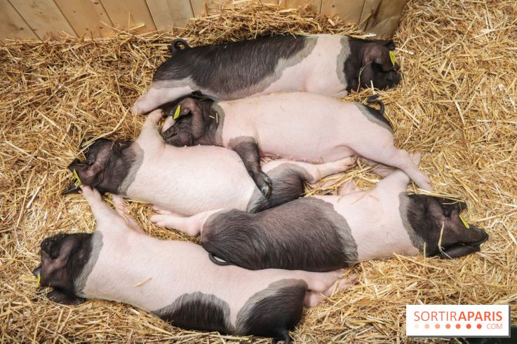 Salon de l'agriculture 2023