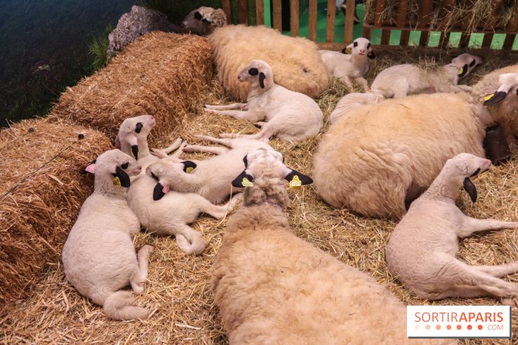 Salon de l'agriculture 2023 - (1)