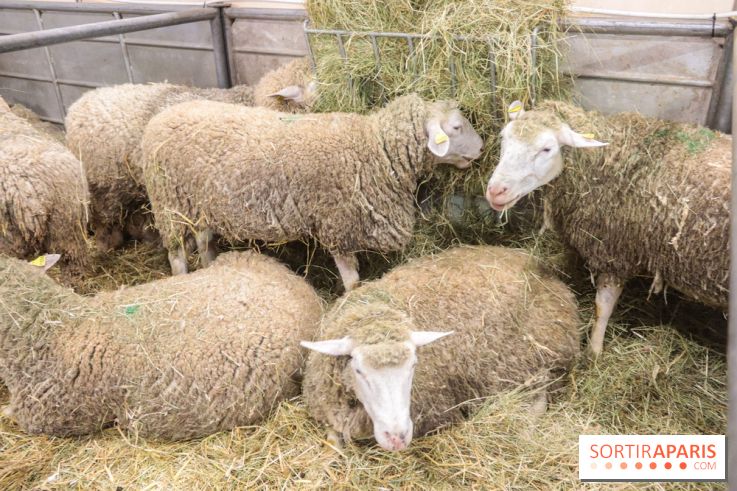 Salon de l'agriculture 2023