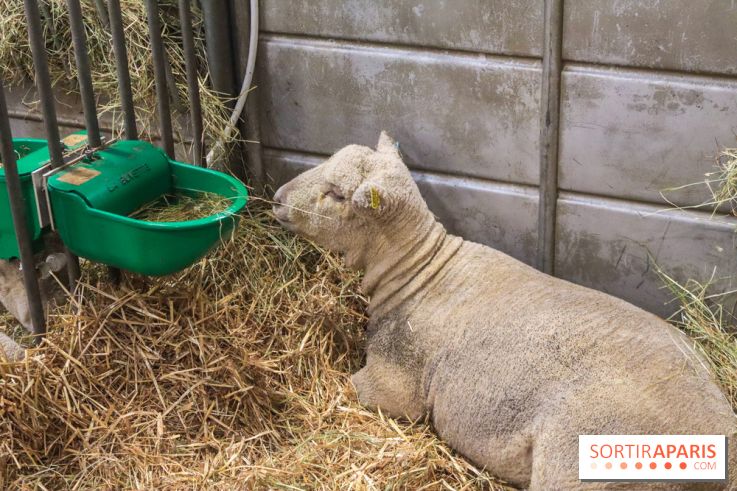 Salon de l'agriculture 2023