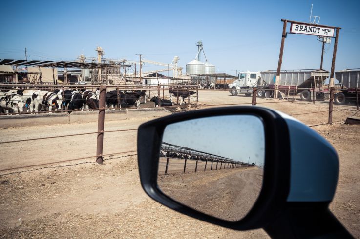 Trouble, l'exposition intriguante au Patronage Laïque Jules Vallès ! - VOGEL Franck video vache