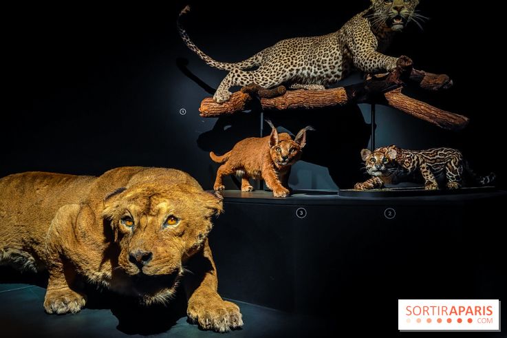 Félins, l'exposition qui nous fait craquer au Muséum national d'Histoire naturelle - photos - IMG20230321100508