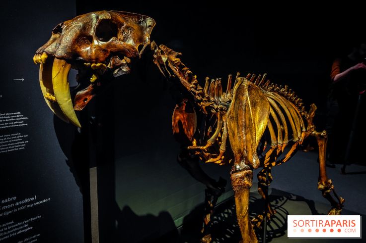 Félins, l'exposition qui nous fait craquer au Muséum national d'Histoire naturelle - photos - IMG20230321100015