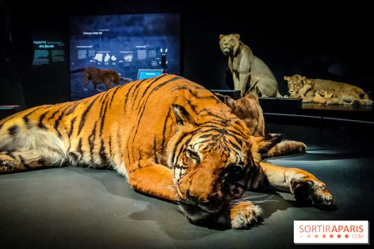 Félins, l'exposition qui nous fait craquer au Muséum national d'Histoire naturelle - photos