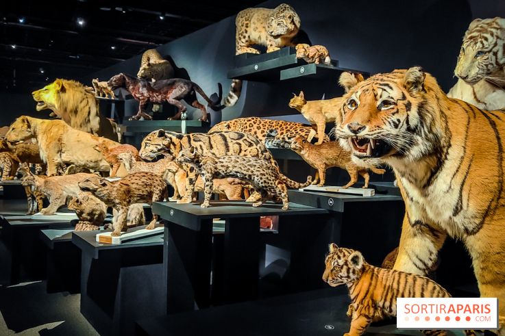 Félins, l'exposition qui nous fait craquer au Muséum national d'Histoire naturelle - photos - IMG20230321100418