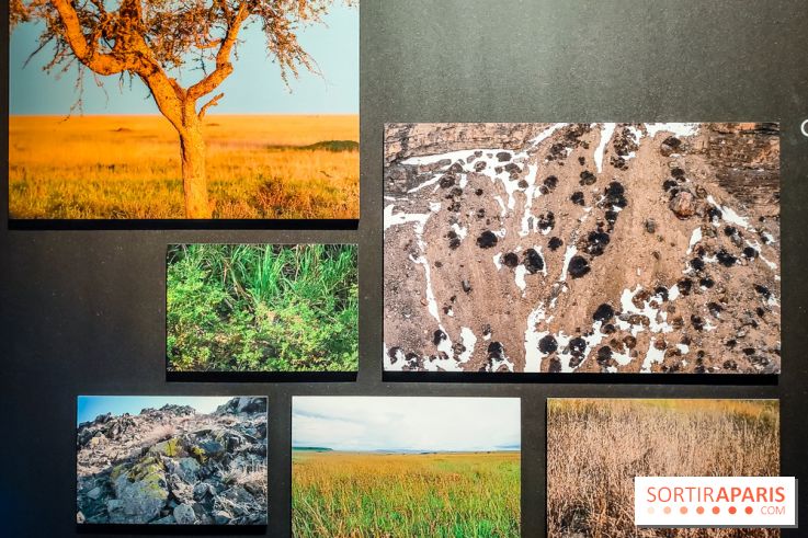 Félins, l'exposition qui nous fait craquer au Muséum national d'Histoire naturelle - photos - IMG20230321100948