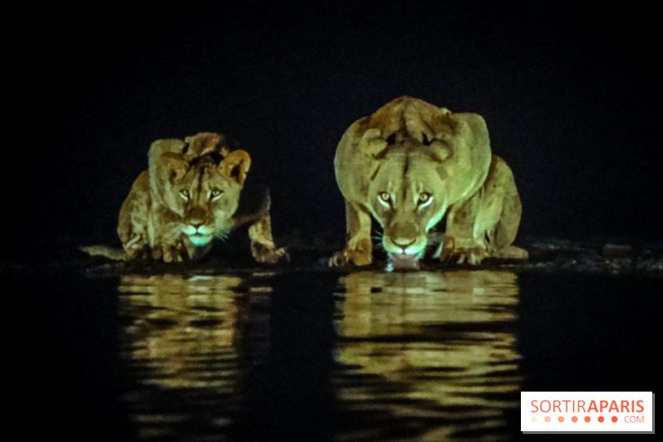 Félins, l'exposition qui nous fait craquer au Muséum national d'Histoire naturelle - photos - IMG20230321095734