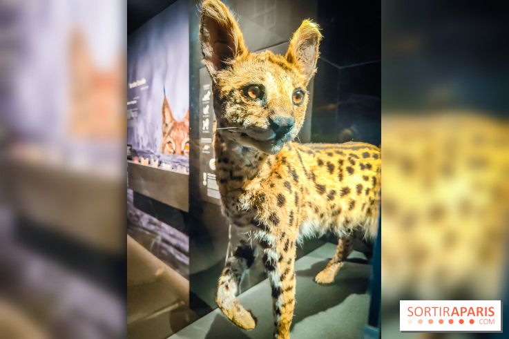 Félins, l'exposition qui nous fait craquer au Muséum national d'Histoire naturelle - photos - IMG20230321100758