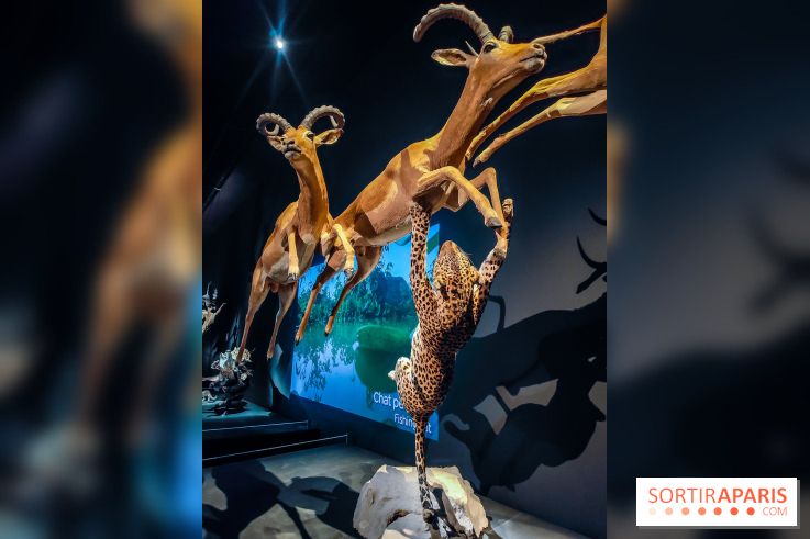 Félins, l'exposition qui nous fait craquer au Muséum national d'Histoire naturelle - photos - IMG20230321100846