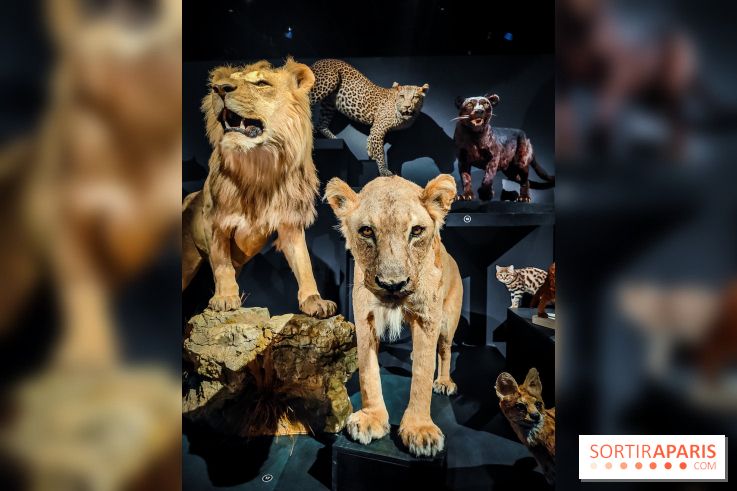 Félins, l'exposition qui nous fait craquer au Muséum national d'Histoire naturelle - photos - IMG20230321102259