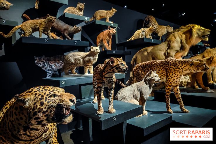 Félins, l'exposition qui nous fait craquer au Muséum national d'Histoire naturelle - photos - IMG20230321102209
