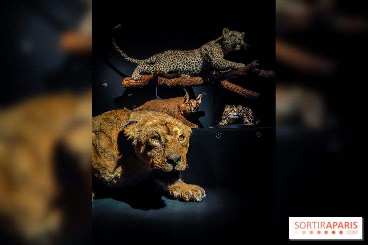Félins, l'exposition qui nous fait craquer au Muséum national d'Histoire naturelle - photos