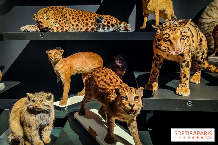 Félins, l'exposition qui nous fait craquer au Muséum national d'Histoire naturelle - photos - IMG20230321102352