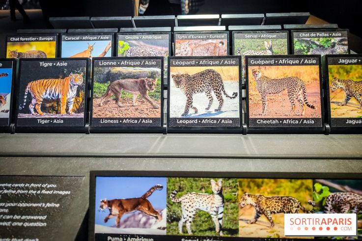 Félins, l'exposition qui nous fait craquer au Muséum national d'Histoire naturelle - photos