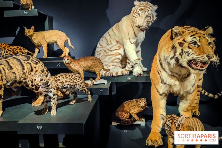 Félins, l'exposition qui nous fait craquer au Muséum national d'Histoire naturelle - photos - IMG20230321102405