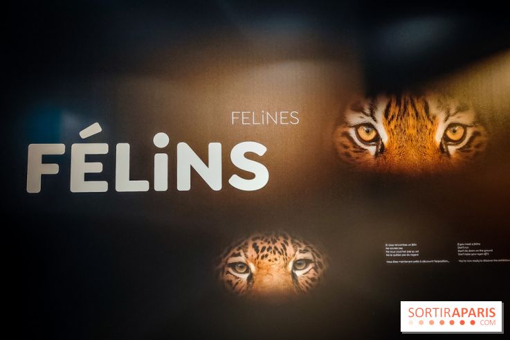 Félins, l'exposition qui nous fait craquer au Muséum national d'Histoire naturelle - photos - IMG20230321095626