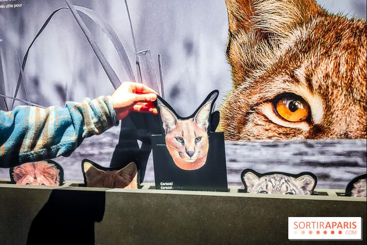 Félins, l'exposition qui nous fait craquer au Muséum national d'Histoire naturelle - photos - IMG20230321100601