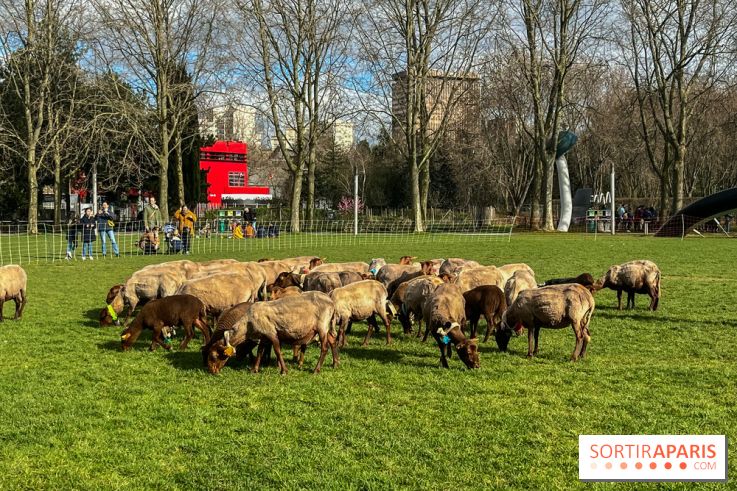 Transhumance à la Villette - E0C1AEB3 FEBD 45CF 88A2 0C8320DD6F8A