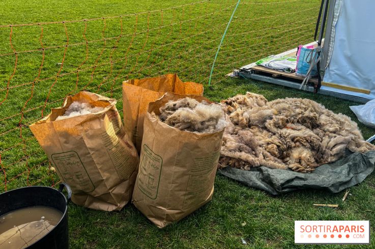 Transhumance à la Villette - A8D2E2C4 F850 4864 A12B 447F43532100