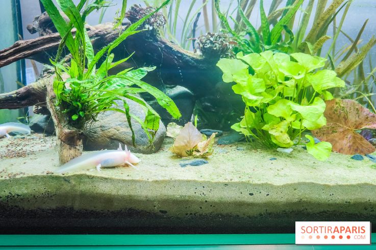 Métamorphoses, l'exposition poétique à découvrir à la Cité des Sciences et de l'Industrie  - IMG20230405144351