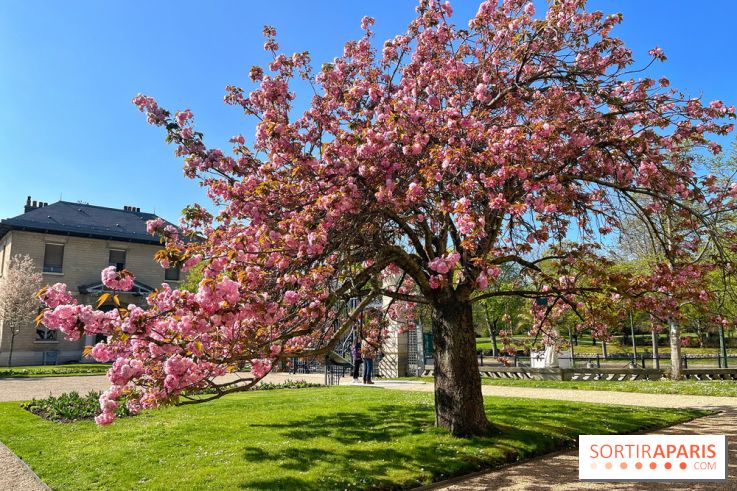 Cerisier - Jardin des Serres d'Auteuil - IMG 1493