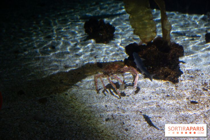 Aquarium Sea Life - IMG 8388