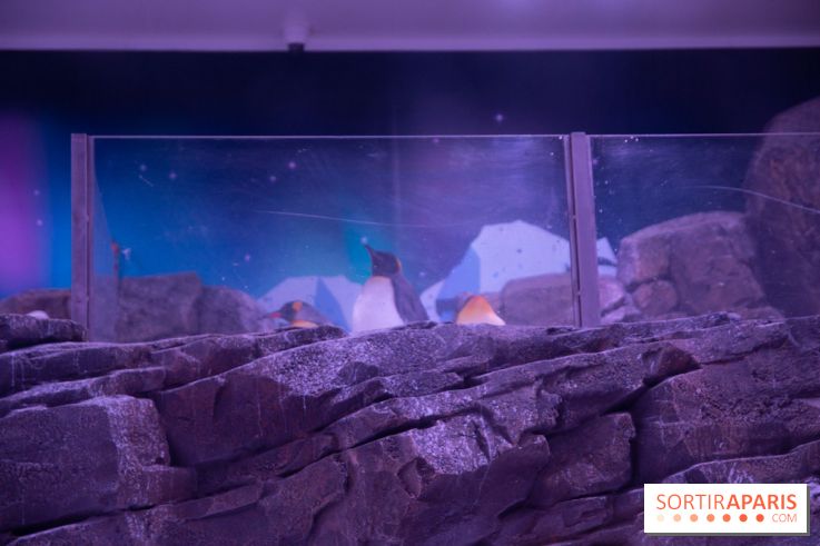 Aquarium Sea Life - IMG 8390