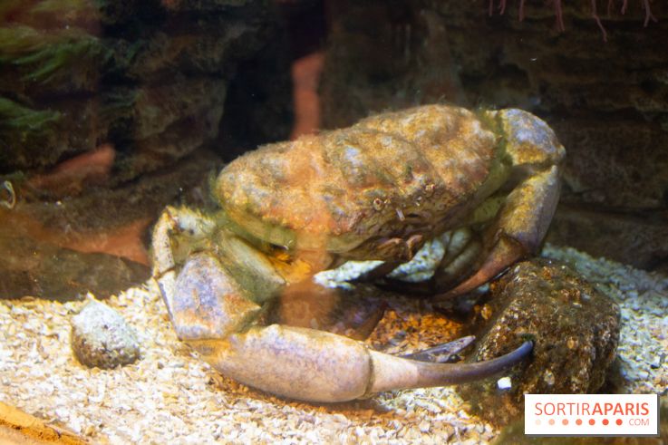 Aquarium Sea Life - IMG 8394