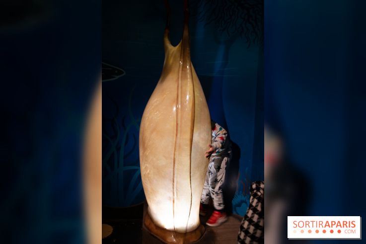 Aquarium Sea Life - IMG 8380