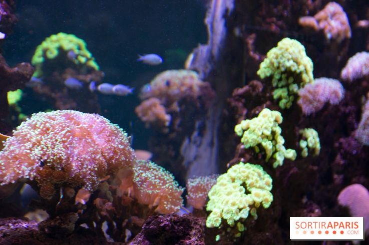 Aquarium Sea Life