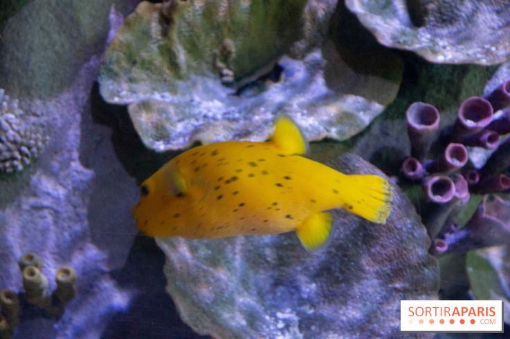 Aquarium Sea Life