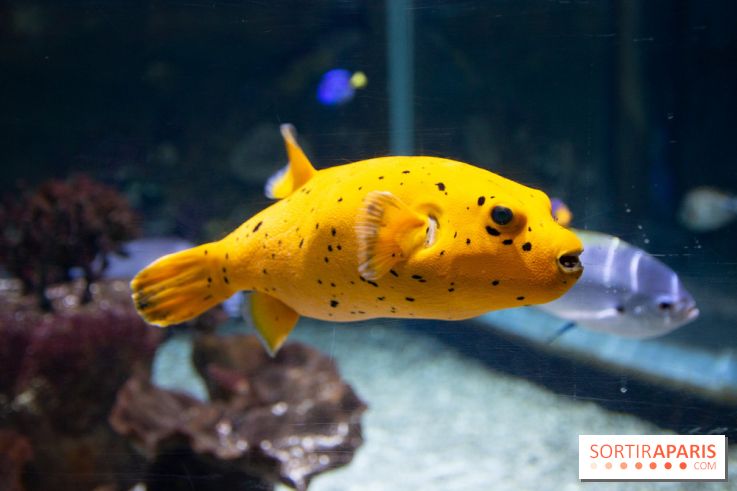 Aquarium Sea Life