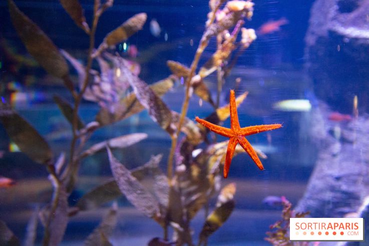 Aquarium Sea Life