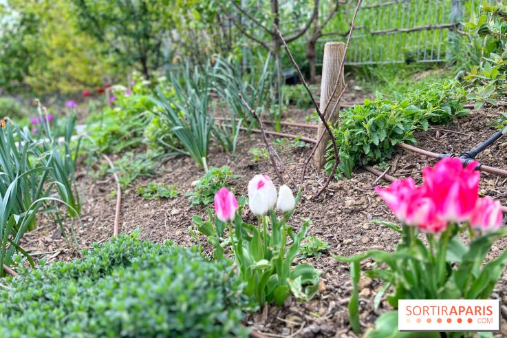 Balade sur la Petite Ceinture du 19e - IMG 1974