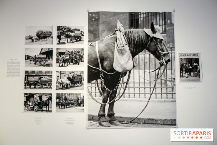 Paris Animal, nos photos de l'expo à Paris