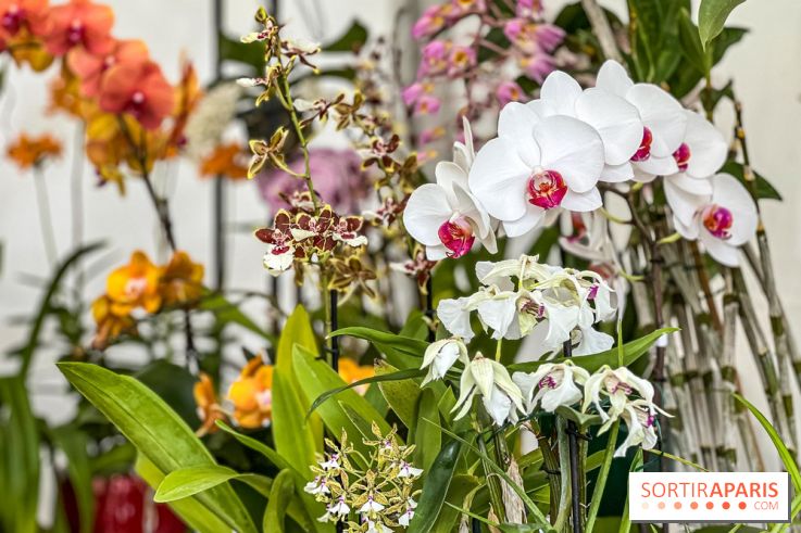 Esprit Jardin à Versailles - Marché aux plantes et animations