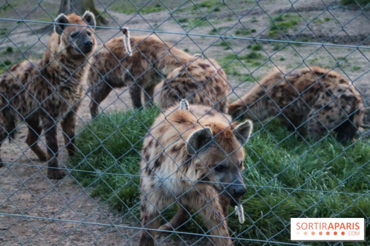 Zoo de Thoiry 2023 - 74689CAD 86F1 4FE7 99DD 1BB234E705C9