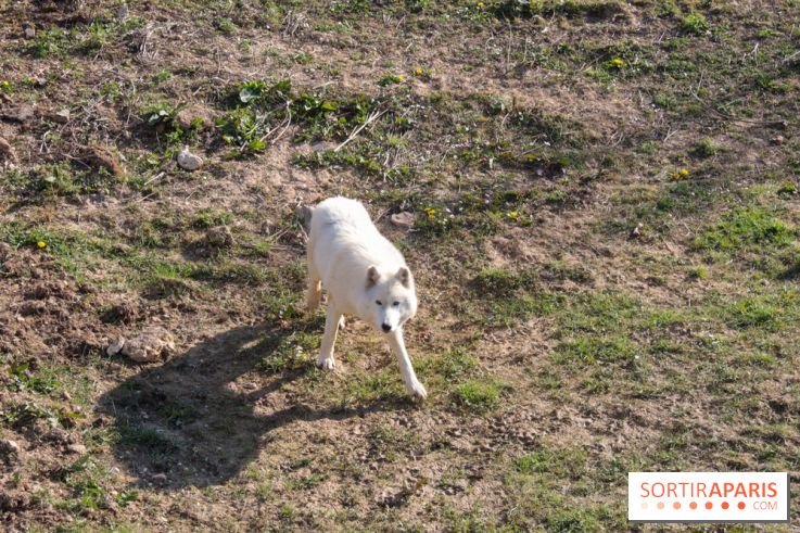 Zoo de Thoiry 2023 - 19DB37D2 8A7D 4858 B58C 87ECB4D8BFE3