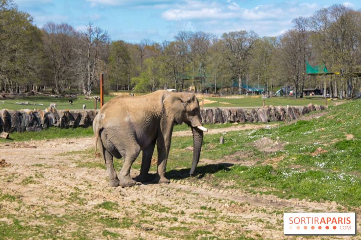 Zoo de Thoiry 2023 -Eléphant