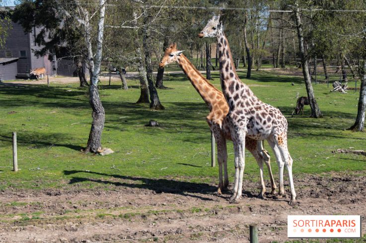 Zoo de Thoiry 2023 - Girafes