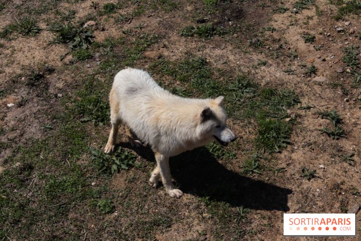 Zoo de Thoiry 2023 - Loup arctique