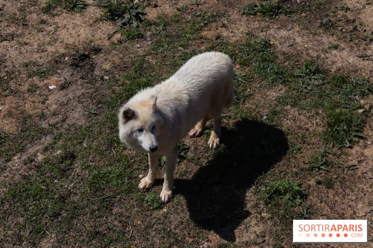 Zoo de Thoiry 2023 - Loup arctique
