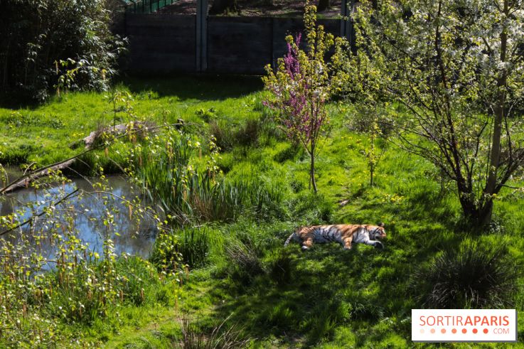 Zoo de Thoiry 2023 - Tigre