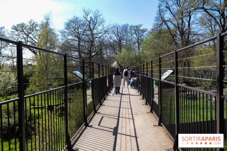 Zoo de Thoiry 2023 -  Félins