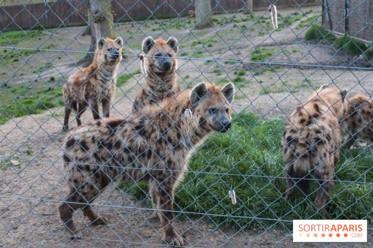 Les tanières du zoo de Thoiry 2023 - 23F55C62 1F67 49D3 BB36 571FD672878C