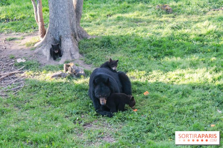 Les tanières du zoo de Thoiry 2023 - Ours